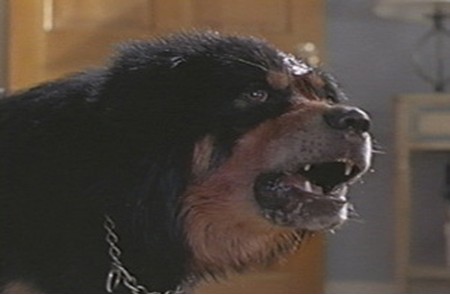 petbestfriend petbestfriend