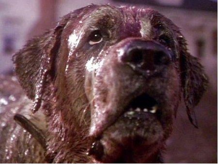 cujo cujo