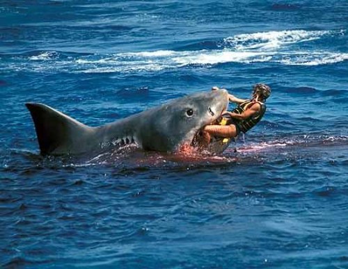 JAWS20shark20attacks20woman JAWS20shark20attacks20woman