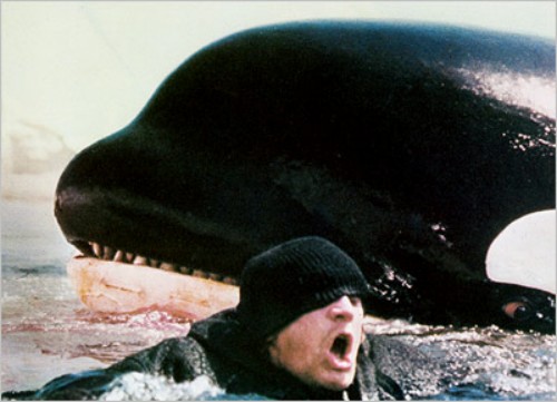 Orca-killer-whale_l Orca-killer-whale_l