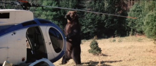 grizzly l'orso che uccide (2)