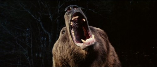grizzly l'orso che uccide (5)