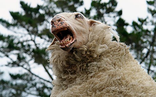 black sheep (3)