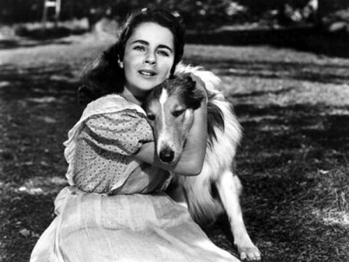 elizabeth taylor, 10 film per celebrarla
