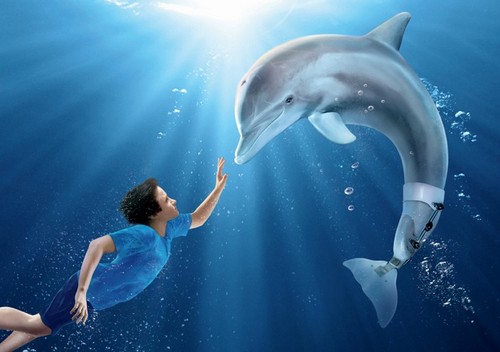 L'incredibile storia di Winter il delfino, sinossi e poster italiano