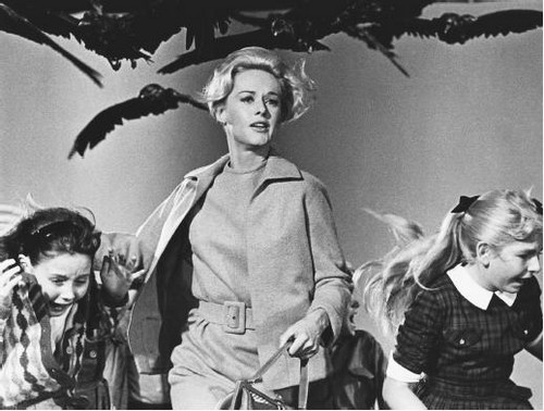 Gli uccelli, il classico di Hitchcock era basato su eventi reali