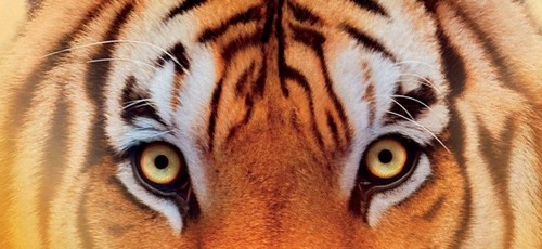 Vita di Pi, nuovo trailer per Life of Pi di Ang Lee