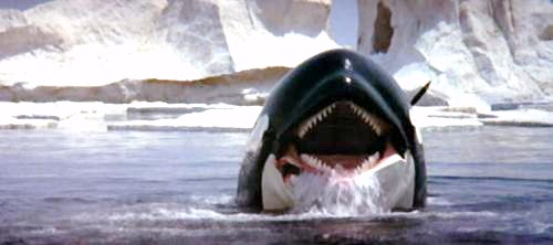 B-cult, L’orca assassina