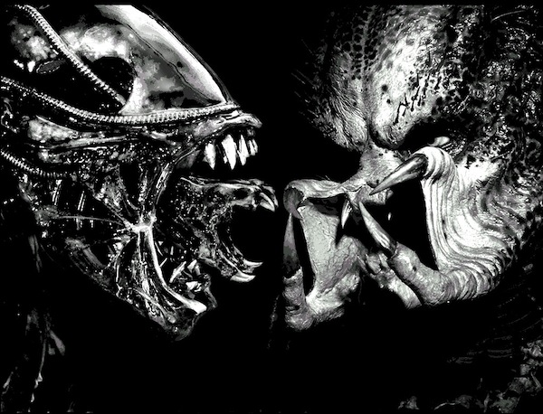 Splice, Un uomo innocente, Attack force – La morte negli occhi, Codice magnum, Alien vs Predator, The calcium kid, Terra selvaggia, stasera in tv