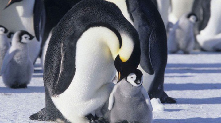 La Marcia dei Pinguini – Il Richiamo di Luc Jacquet, dal 23 febbraio al cinema